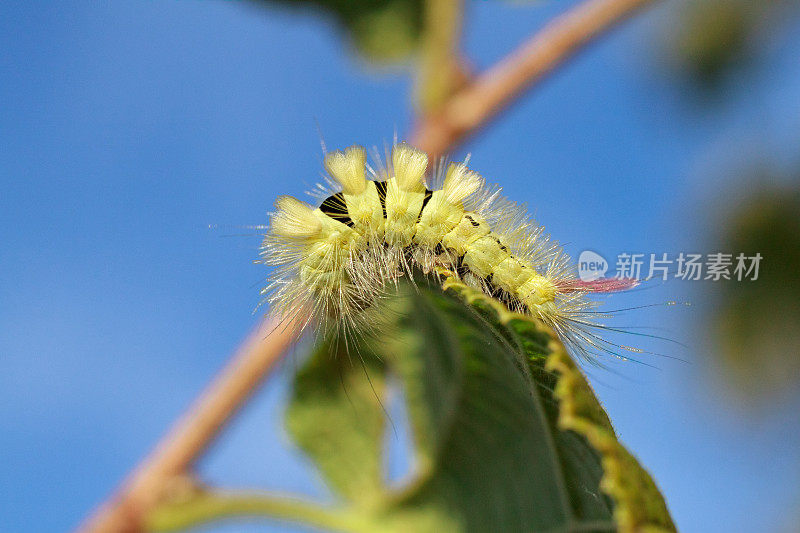 欧洲蝴蝶:淡丛蛾(Calliteara pudibunda)的毛虫